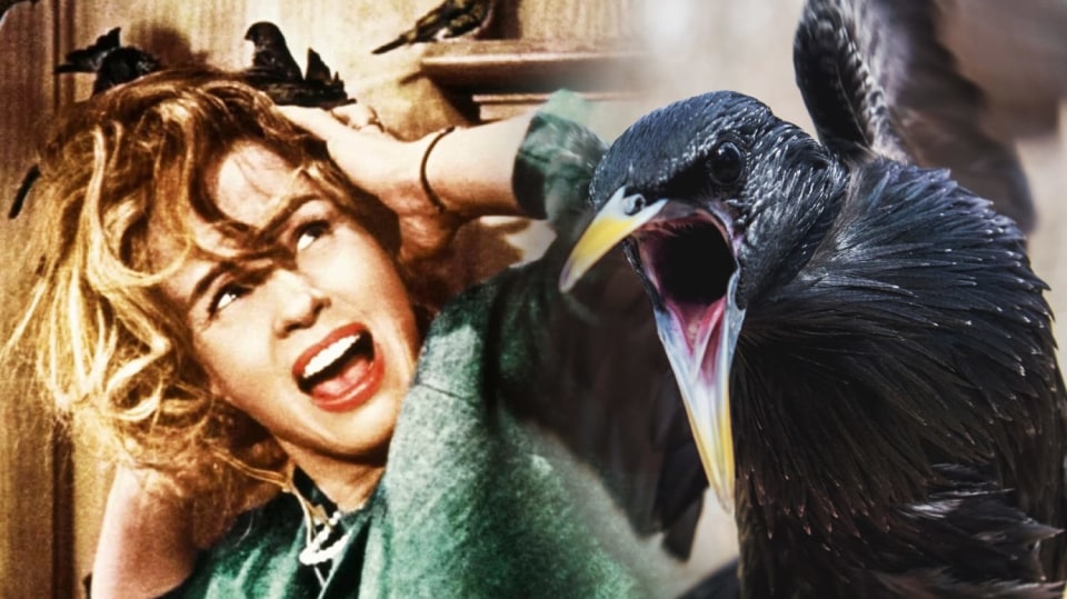 Slavný horor Alfreda Hitchcocka má reálný předobraz z 60. let